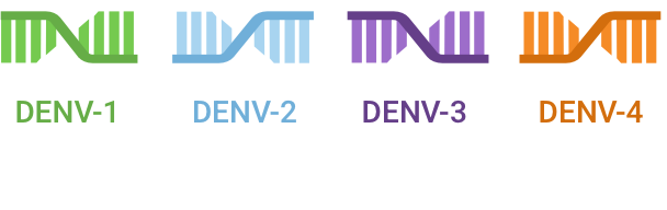 Gráfico colorido mostrando los cuatro serotipos del virus del dengue: DENV-1 en verde, DENV-2 en azul, DENV-3 en púrpura, y DENV-4 en naranja, cada uno con un diseño de ADN distintivo